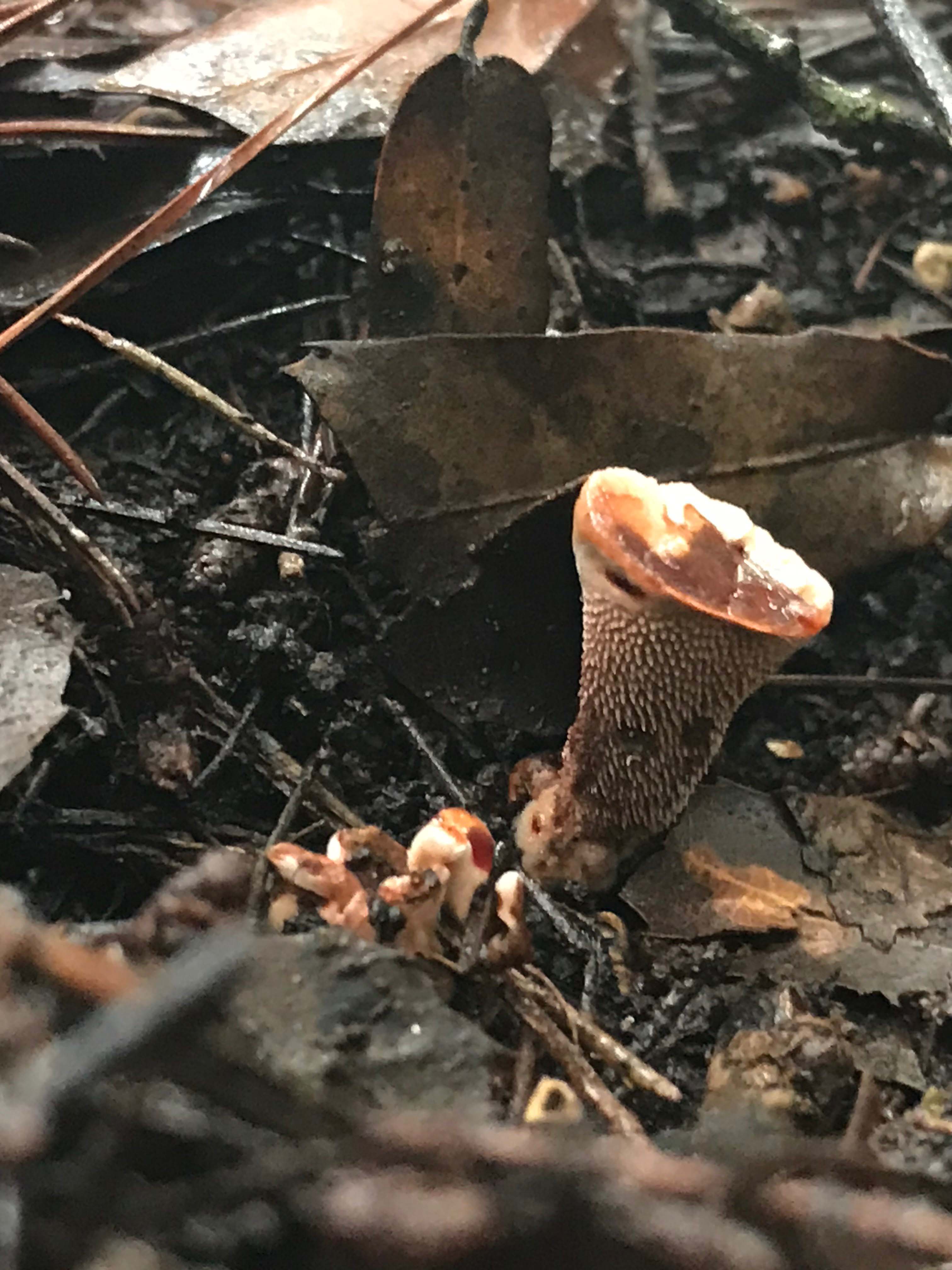 Hydnellum ferrugineum